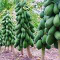 Hybrid F1 Red Lady Papaya 10 Seeds Taiwan. 