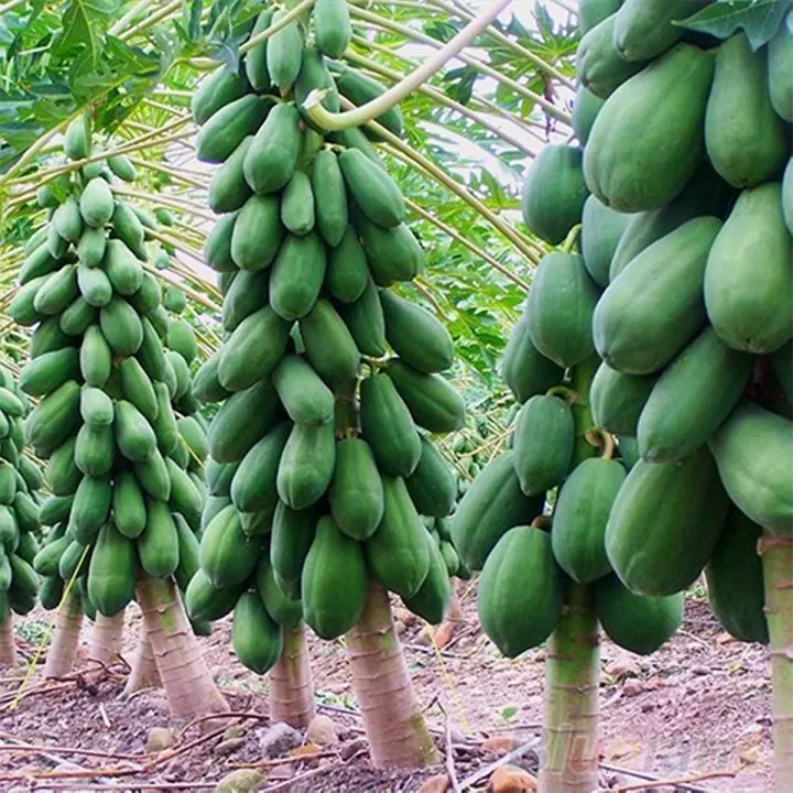 Hybrid%20F1%20Red%20Lady%20Papaya%2010%20Seeds%20Taiwan%20-%20Image%202