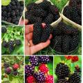 blackberry and blackberries fruit tree mulberry fruit bonsai healthy nutrition-10Pcs seeds. 