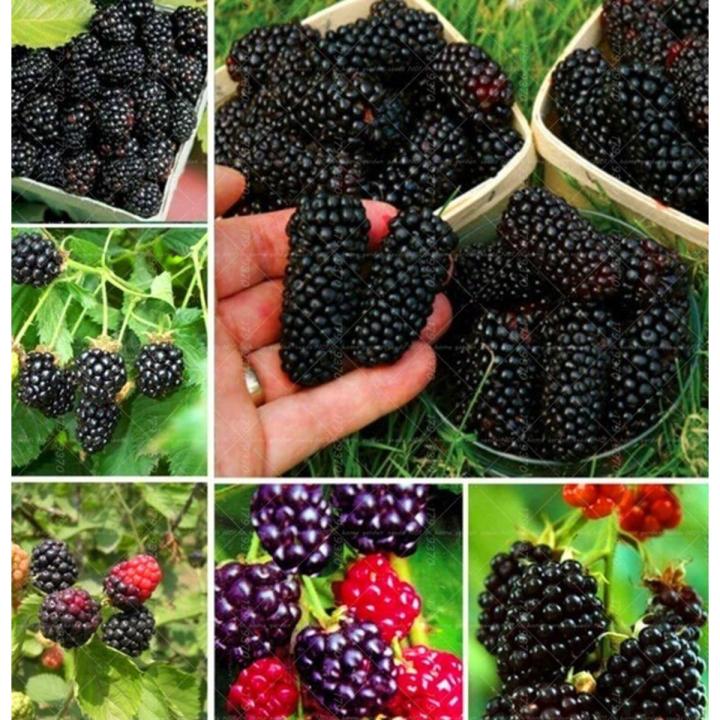 blackberry and blackberries fruit tree mulberry fruit bonsai healthy nutrition-10Pcs seeds