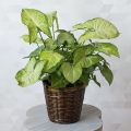 Syngonium plant indoor and outdoor plant 1 pcs.