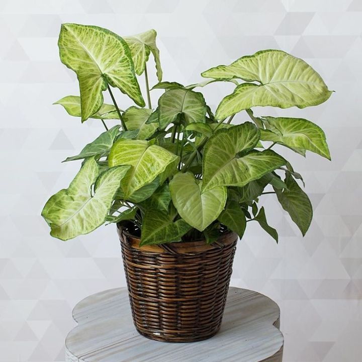 Syngonium%20plant%20indoor%20and%20outdoor%20%20plant%20%201%20pcs%20-%20Image%206