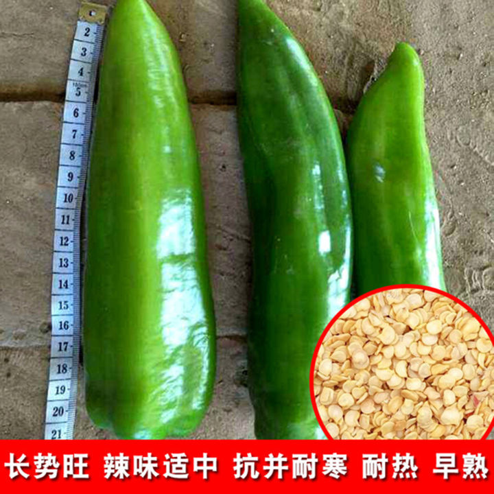 Global%20Big%20Banana%20Green%20Chilli%20%20Seeds%20(All%20Season)%20-%2020Pcs%20Seeds%20-%20Image%202