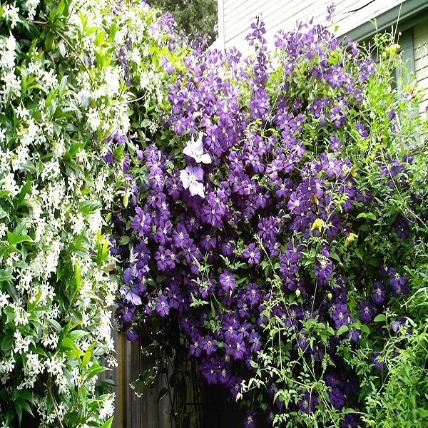 50%20Pcs/Pack%20Clematis%20Seeds%20Potted%20Clematis%20Flower%20Garden%20Ornamental%20Plants%20-%20Image%203