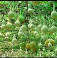 Beautiful Decorative Healthy Bottle Gourd Vegetable Seeds- 10 Pieces.