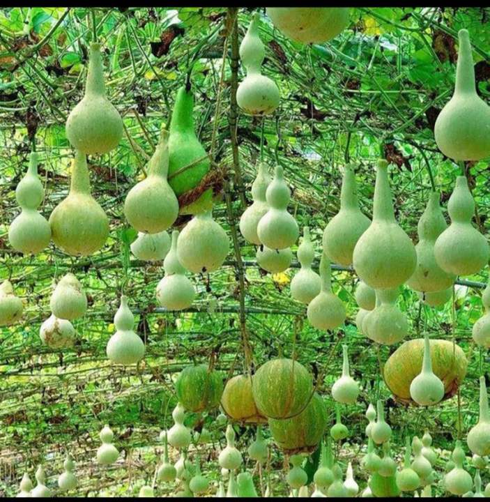 Beautiful%20Decorative%20Healthy%20Bottle%20Gourd%20Vegetable%20Seeds-%2010%20Pieces%20-%20Image%206