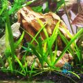 Sagittaria subulata Aquarium Live Plant Dwarf Sagittaria Water Plant for Aquarium, Fish tank, Guppy Tank Or Pound (3 stem) (not cup just stem) It's need soil. 