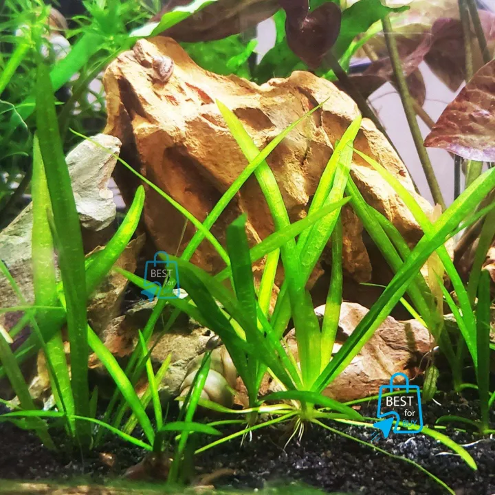 Sagittaria%20subulata%20Aquarium%20Live%20Plant%20Dwarf%20Sagittaria%20Water%20Plant%20for%20Aquarium,%20Fish%20tank,%20Guppy%20Tank%20Or%20Pound%20(3%20stem)%20(not%20cup%20just%20stem)%20It's%20need%20soil%20-%20Image%202