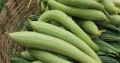 Deshi Organic Sweet Dhundol Seeds - 15 pcs seeds (Intake Packet).