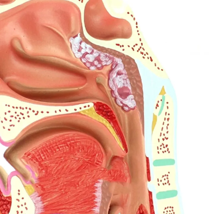 2020%20Hot%20Deals%202%20Pcs%20Human%20Anatomical%20Nasal%20Cavity%20Throat%20Anatomy%20Medical%20Model%20for%20Science%20Classroom%20Study%20Display%20Teaching%20Medical%20Model%201.5%20Times%20Human%20Ear%20Anatomy%20Model%20-%20Image%208