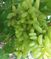 20 Pcs Rare Long Green Grape Organic Fruit Natural Grapes Seeds Tob Terrace For Home Garden. 