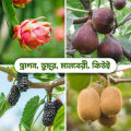 4 type mix fruit seeds 24 pic ( dragon, fig, Blackberries, kiwi ). 