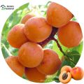 5 Pcs All Season Apricot Tree Seeds. 