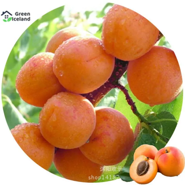 5%20Pcs%20All%20Season%20Apricot%20Tree%20Seeds%20-%20Image%203