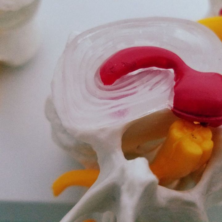 Individual%20Human%20Anatomy%20Skeleton%20Spine%204-Stages%20Lumbar%20Vertebral%20Model%20Brain%20Skull%20Traumatic%20Teaching%20Supplies%20-%20Image%205