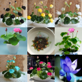 All Season Bonsai Bowel Lotus Flowers Seeds 5Pcs Seeds. 