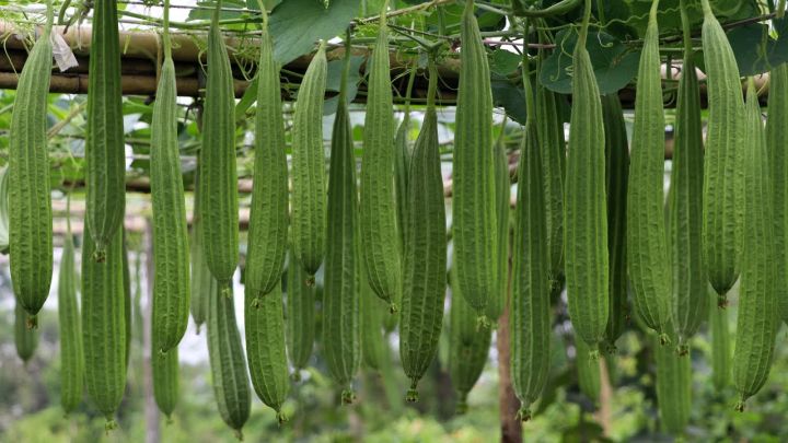 Hybrid%20jhinger%20vagetable%20seed%2010%20pice%20+%20gift%20(all%20season)%20-%20Image%204