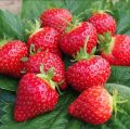 Red Strawberry Imported Global Seeds -30 pcs Seeds. 
