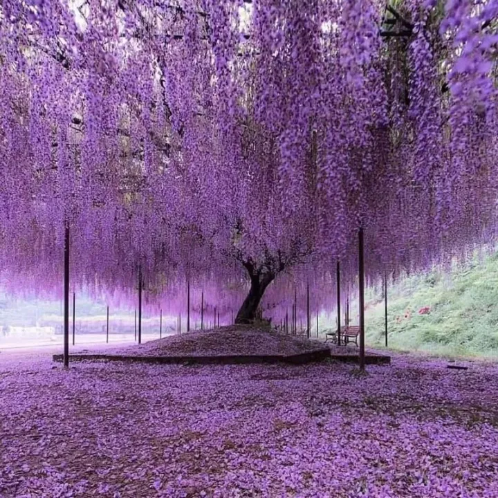 Purple%20Wisteria%20Artificial%20Flowers%2012Pcs%20Hanging%20Garland%20Wedding%20Flower%20String%20Silk%20Flowers%20Home%20Garden%20Wedding%20Decoration%20-%20Image%205