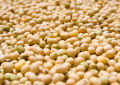Soybean Seeds -500Gm. 