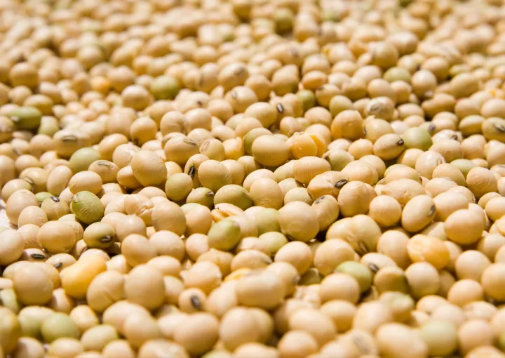 Soybean%20Seeds%20-500Gm%20-%20Image%204