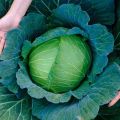Indispensable - Hybrid Cabbage (pata kopi) seeds 1 intake packet (05 gram) - Tools, DIY & Outdoor - Modern and Trendy - Excellent. 