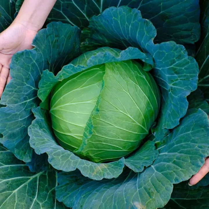 Indispensable%20-%20Hybrid%20Cabbage%20(pata%20kopi)%20seeds%201%20intake%20packet%20(05%20gram)%20-%20Tools,%20DIY%20&%20Outdoor%20-%20Modern%20and%20Trendy%20-%20Excellent%20-%20Image%203
