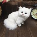 Realistic Plush Toy Simulation Cat Doll White Persian Cats Lifelike Kitten Model Birthday New Year Gift Home Decor Ornament LaoXzhongX. 