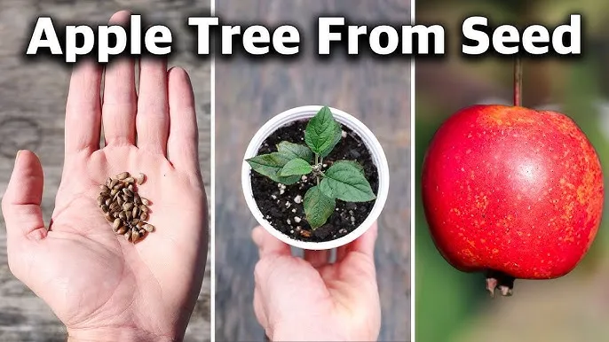 All%20Season%20Global%20Apple%20Tree%20Seeds%20-15Pcs%20Seeds%20-%20Image%206