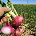 Onion Seeds Hybrid Quality (পিয়াজ বীজ ) Seeds 100 Pices (All Season Seeds). 