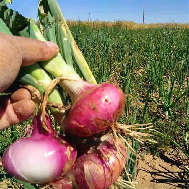 Onion%20Seeds%20Hybrid%20Quality%20(%E0%A6%AA%E0%A6%BF%E0%A7%9F%E0%A6%BE%E0%A6%9C%20%E0%A6%AC%E0%A7%80%E0%A6%9C%20)%20Seeds%20100%20Pices%20(All%20Season%20Seeds)%20-%20Image%202