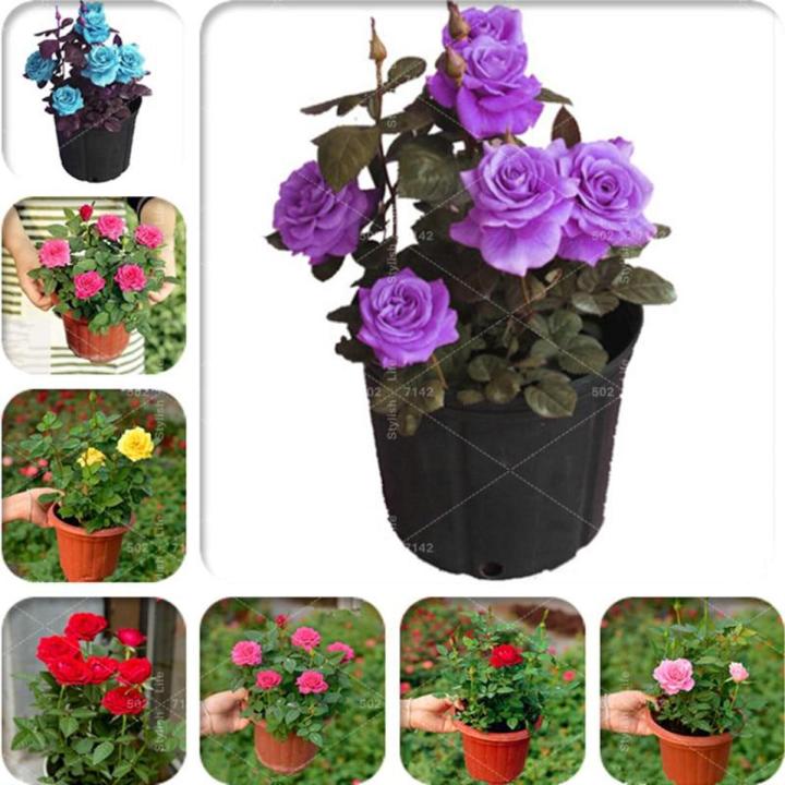Flower Bonsai Rose Flower Bonsai Rose Plants Balcony Bonsai Seeds 50 pcs