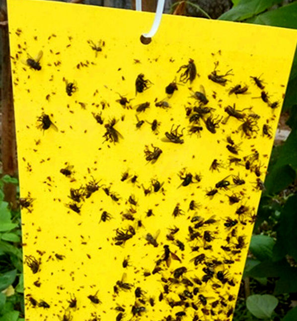 Yellow%20Sticky%20Traps%20-%20Adhesive%20Insect%20killing%20Trap%20-%20Yellow%20Color%20Traps%20Insects%20killer%20Trap%20-%20Yellow%20Sticky%20for%20Insect%20(5%20pcs%20Bundle)%20-%20Image%203