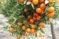 Malta Fruit Tree Seeds- 10 Pcs SeedS. 