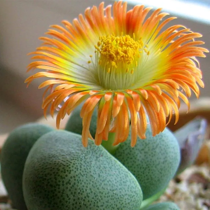 100pcs%20Mix%20Lithops%20bonsai%20Living%20Stones%20Flower%20Succulent%20Cactus%20Organic%20Plant%20Home%20Garden%20-%20Image%205