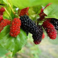 blackberry and blackberries fruit tree mulberry fruit bonsai healthy nutrition-10Pcs seeds.