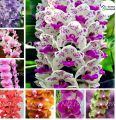 Cymbidium Orchid,Cymbidium  Flower Seeds,22 Colours to Choose,Seed for Home Garden : Mix  - 10Pcs. 