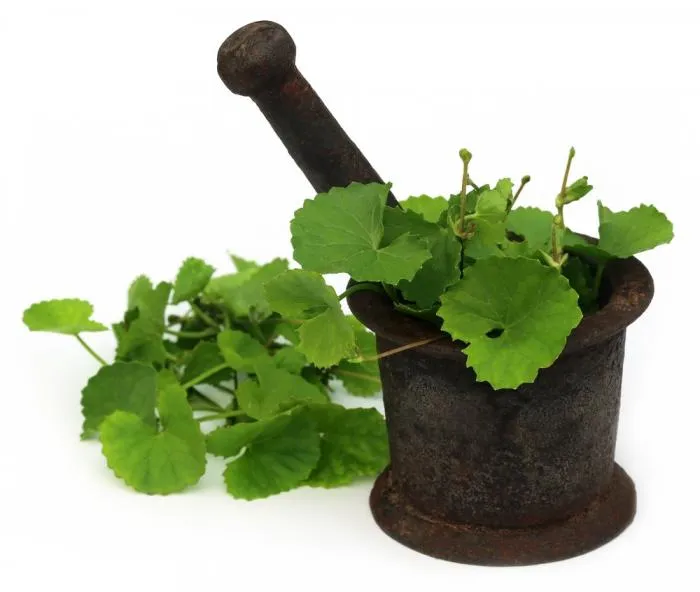 Thankuni%20Pata%20Gura/Centella%20Leaf%20Powder=100gm%20-%20Image%203