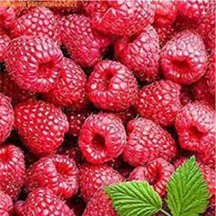 Giant Red Raspberries Giant Red Raspberry Bonsais | Daraz.com.bd