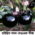 Hybrid Palmyra Eggplant seeds 35 pice + gift. 
