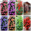 Rare 30 Pcs Climbing Geranium Peltatum Flower Seeds - 30 Pcs Seeds. 