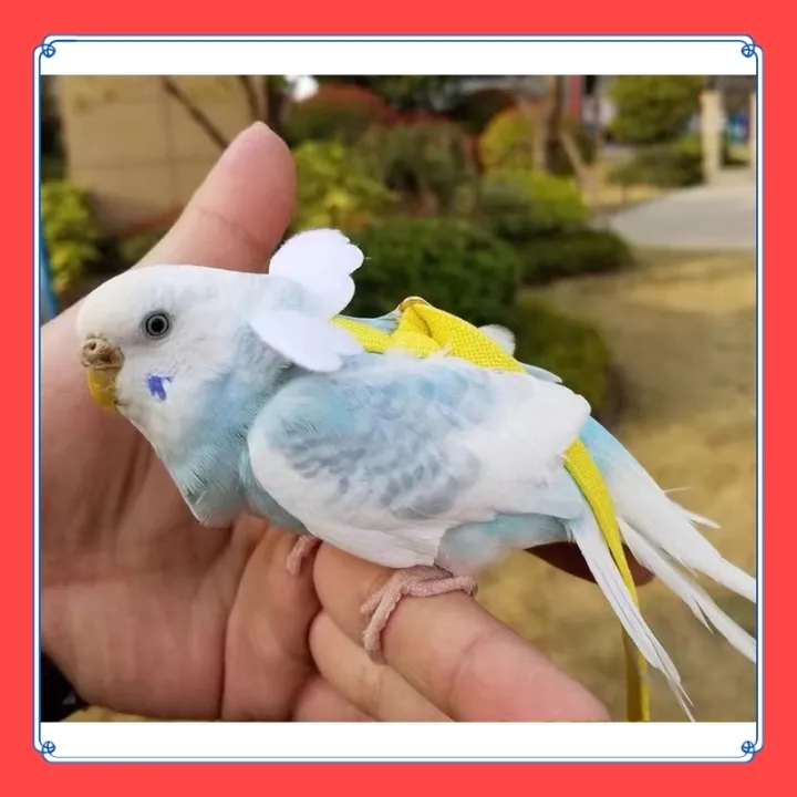 VibeVendor%20Bird%20leash,%20Pet%20Parrot%20Bird%20Harness%20and%20Leash%20Flying%20Rope%20Straps%20Outdoor%20Bird%20Flying%20Harness%20Training%20Traction%20Rope%20for%20Budgerigar%20Cockatiel%20Small%20Birds%20-%20Image%206