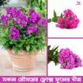 20 pice Phlox flower seed + gift.
