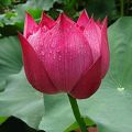 All Season pure Red Bonsai Lotus Seeds  - 5 Pcs SeedS. 