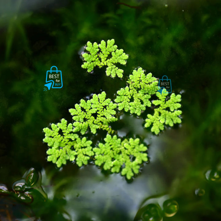 Aquarium Live Plant Aquarium Floating Plants Azolla Water Floating ...