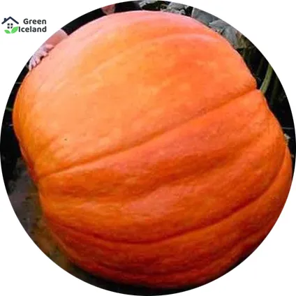 10%20Pcs%20Natural%20European%20Hybrid%20Pumpkin%20Seeds%20-%2010%20Pcees%20Seeds%20-%20Image%202