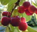 Australian Cherry Bonsai Seeds - 5 Piece Seeds.