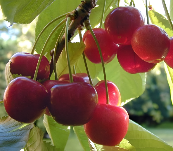 Australian%20Cherry%20Bonsai%20Seeds%20-%205%20Piece%20Seeds%20-%20Image%203