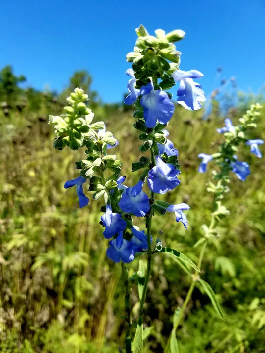 "Blue%20Salvia%20Flowers%20Seeds-(15%20Piece)"%20-%20Image%204