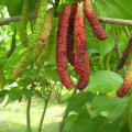 Red Mulberry Seeds Long Mulberry Bonsai For Garden-30Pcs seeds.